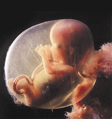 Unborn Baby Pictures on Unborn Baby Jpg